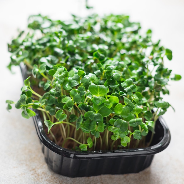 Foto microgreen salada crua comendo mostarda ervas manjericão rabanete fresco cozinhar lanche