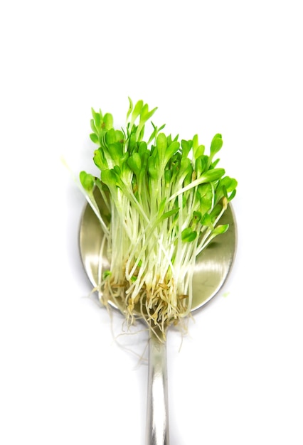 Microgreen Salat auf weißem Hintergrund isolieren. Selektiver Fokus. Natur.