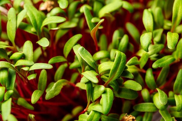 Microgreen sobre un fondo blanco Nutrición saludable comer dieta adecuada concepto de súper alimento