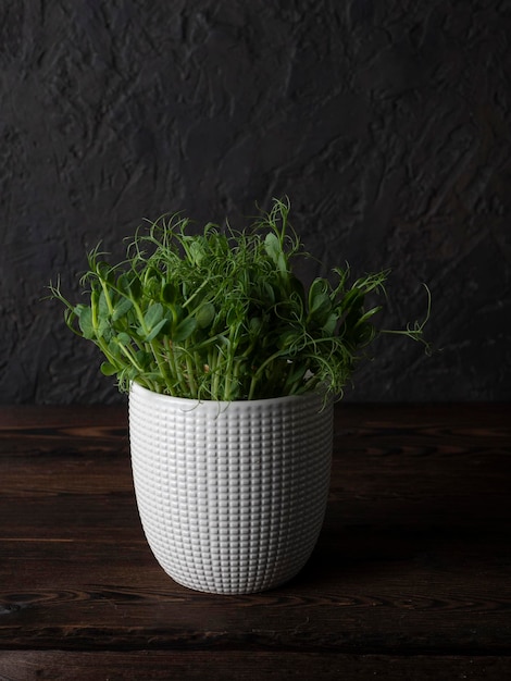 Microgreenery em um plantador de luz em um fundo escuro um suplemento alimentar ecologicamente correto para nutrição adequada e melhoria da qualidade de vida