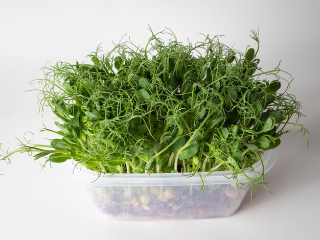 Microgreenery em um recipiente de plástico sobre um fundo claro um suplemento alimentar ecologicamente correto para nutrição adequada e melhoria da qualidade de vida