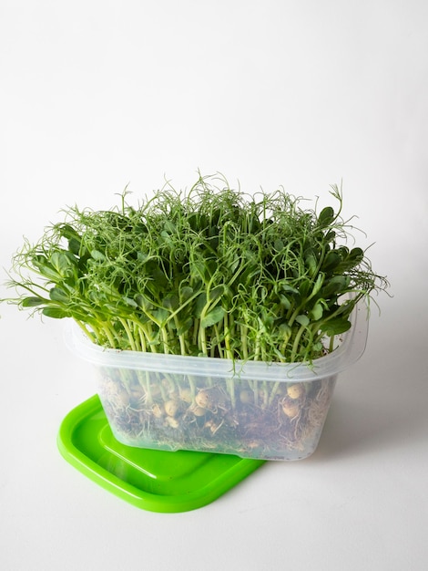 Microgreenery em um recipiente de plástico sobre um fundo claro um suplemento alimentar ecologicamente correto para nutrição adequada e melhoria da qualidade de vida