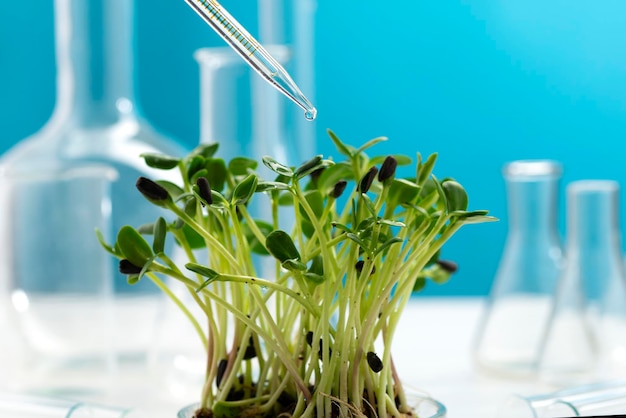 Microgreens auf dem Hintergrund vieler chemischer Flaschen und einer chemischen Pipette mit einem Tropfen Flüssigkeit Untersuchung der vorteilhaften Eigenschaften von Microgreens Anbau und Untersuchung von Microgreens