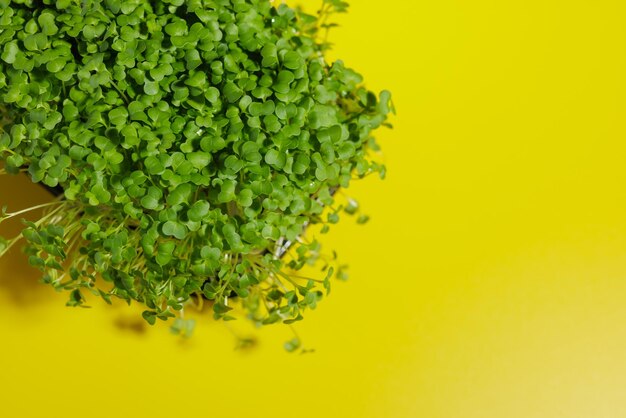 Microgreens auf einer sauberen gelben Hintergrundnahaufnahme