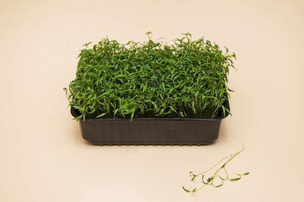 Microgreens brotes de amaranto