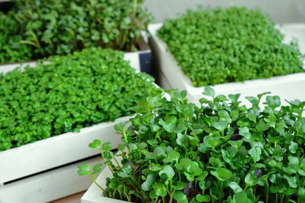 Microgreens en cajas de madera blancas. Concepto de jardinería doméstica y vegetación creciente en interiores