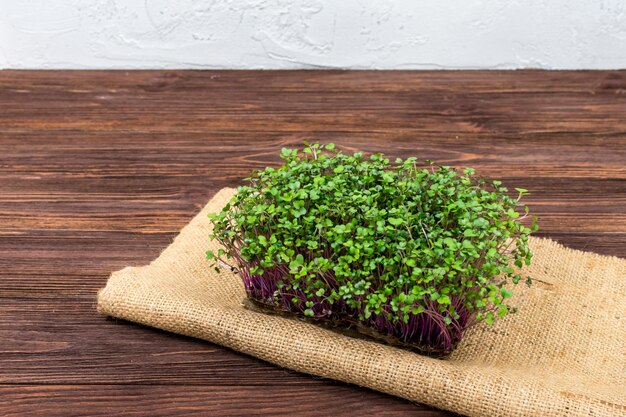 Microgreens de col roja cultivada en un recipiente en casa sobre un trapo sobre una mesa de madera El concepto de comida vegana adecuada