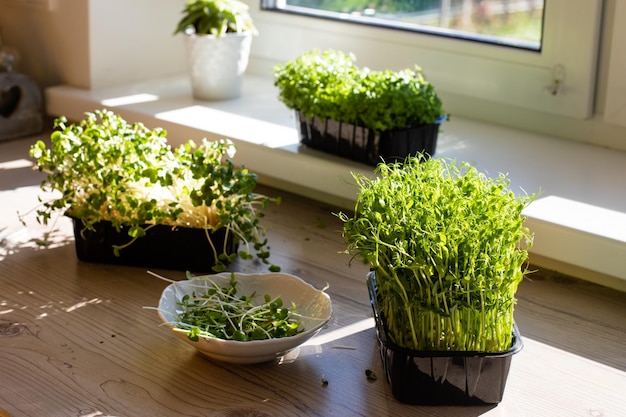 Microgreens cortados en la cocina por la mañana.