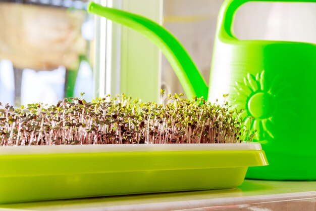 Foto microgreens creciendo en el alféizar de la ventana pequeño jardín en casa