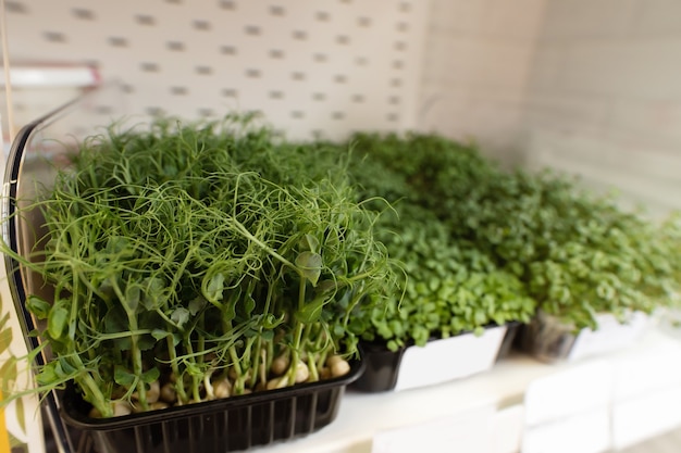 Microgreens crescendo em bandejas na prateleira