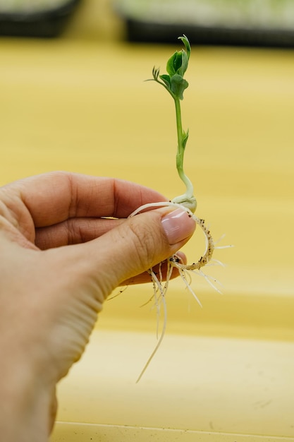 Foto microgreens crescendo fundo com brotos crus em mãos femininas ervas crus frescas