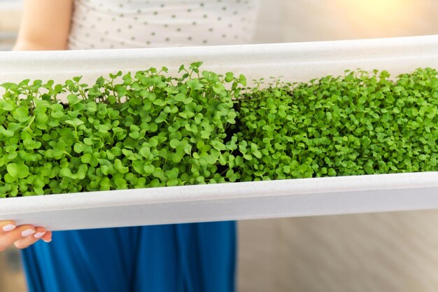 Microgreens crudos orgánicos Concepto de alimentación saludable de superalimentos Enfoque selectivo