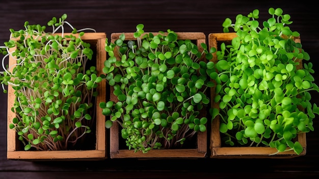 Microgreens cultivados en casa en un recipiente de madera en una mesa de madera Fotografía macro en formato horizontal