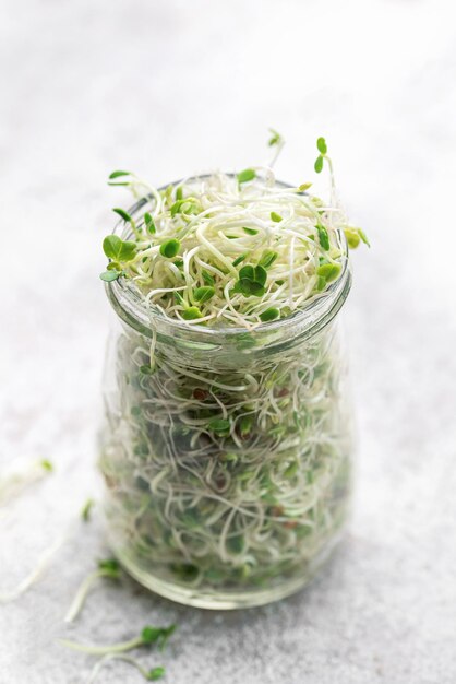 Microgreens cultivados em uma jarra