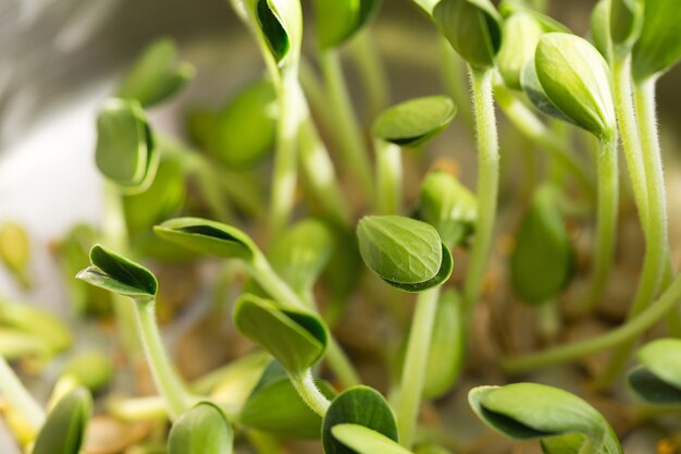 Microgreens de abóbora. germinando microgreens.