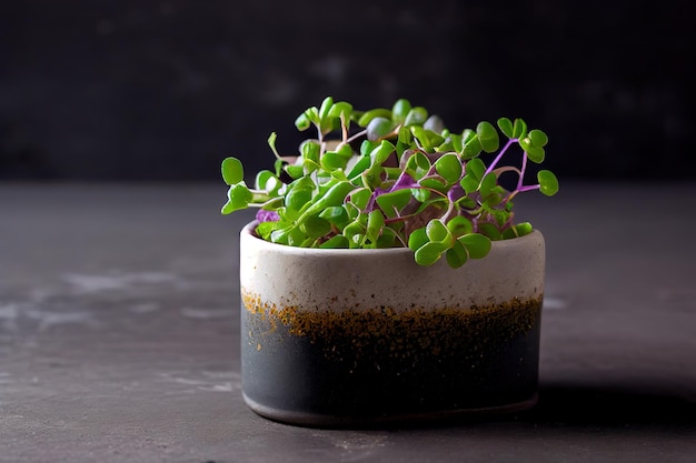 Microgreens de alfafa frescos em cerâmica