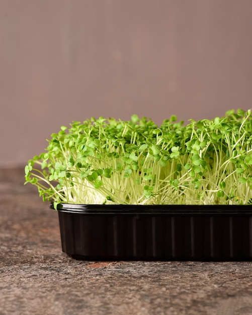 Foto microgreens de brócolis em um fundo escuro.