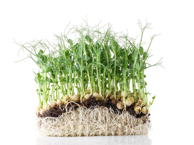 Microgreens de ervilha germinada Comida saudável isolada