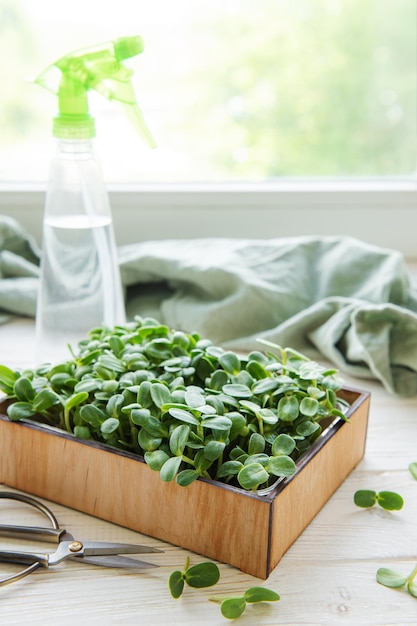 Microgreens de girassóis