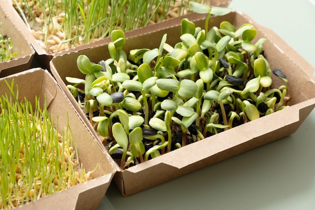 Microgreens de girassol germinados O superalimento é cultivado em casa