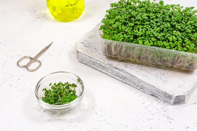 Microgreens de mostarda crescem em uma bandeja e cortados em uma tigela de vidro por tesoura O conceito de comida vegana adequada