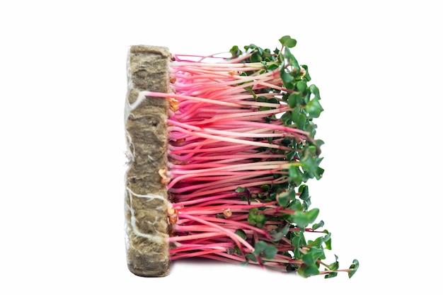 Microgreens de rabanete com hastes lilás em agrowool Vitaminas de saúde e produtos naturais isolados no fundo branco