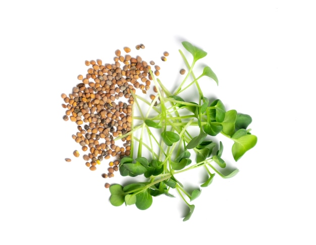 Microgreens de rabanete fresco e sementes isoladas no conceito de estilo de vida saudável branco