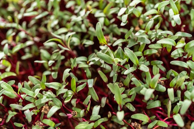 Microgreens de rabanete