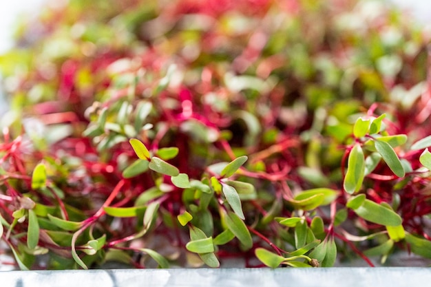 Microgreens de rabanete