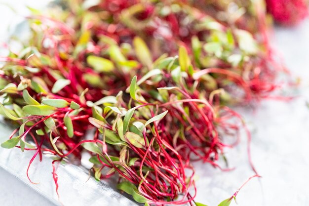 Microgreens de rabanete