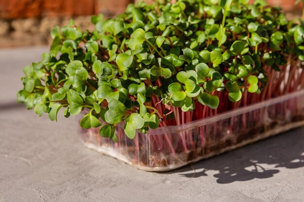 Foto microgreens de rabanetos em vaso de plástico sobre fundo natural bege