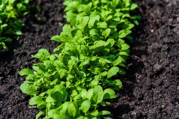 Microgreens de salada de agrião closeup viewO conceito de alimentação saudávelconceito veganoJardinagem em casaFundo natural