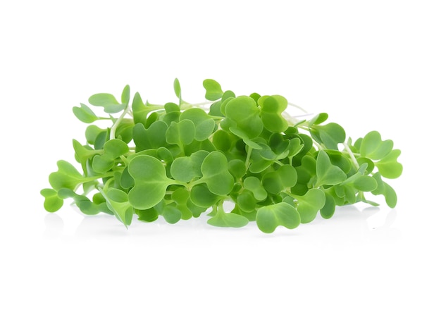 Microgreens em crescimento isolado no branco