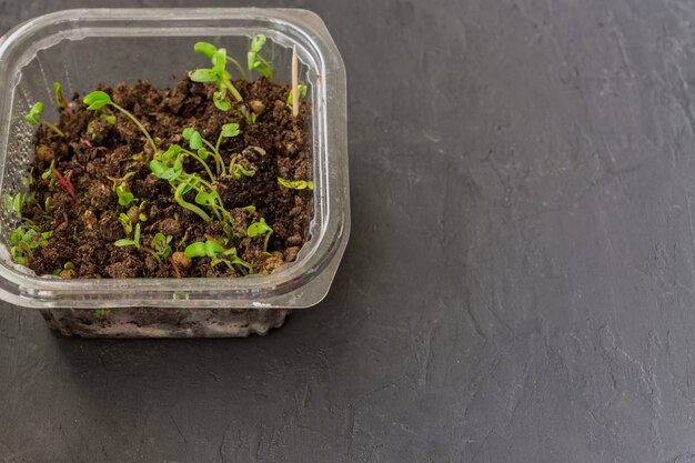 Microgreens em recipiente plástico. comida macrobiótica saudável em casa. copie o espaço para texto