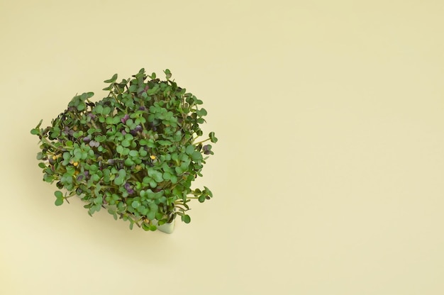 Microgreens em um fundo amarelo claro em forma de coração