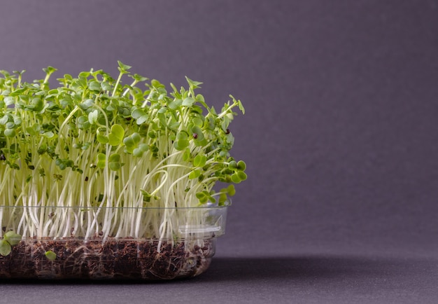 Microgreens frescos en caja de plástico
