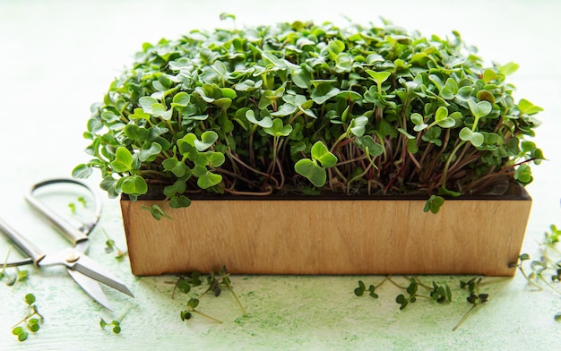 Microgreens frescos en la caja.