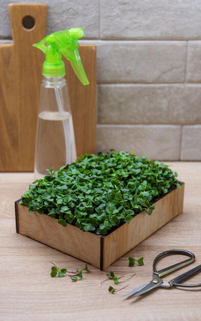 Microgreens frescos na caixa