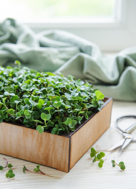 Microgreens frescos na caixa