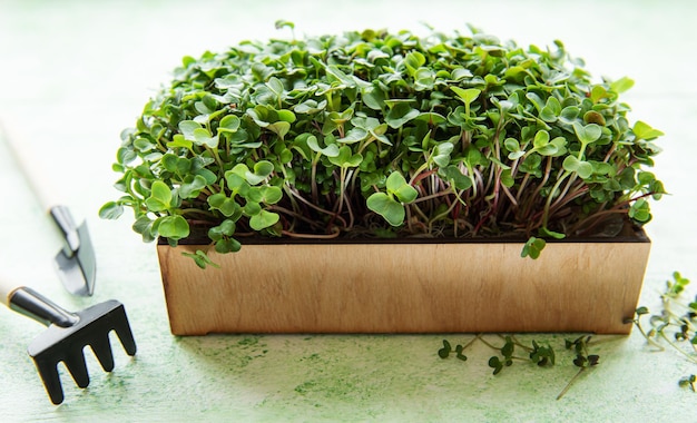 Microgreens frescos na caixa