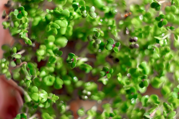 Microgreens für Salate, Sandwiches und verschiedene Gerichte. Modische Ergänzung und Dekoration von Gerichten