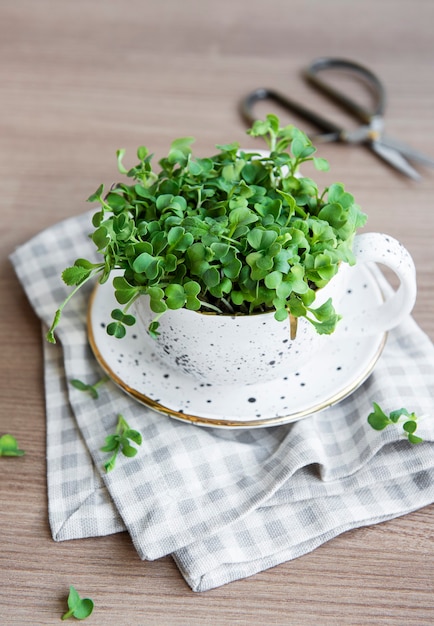 Microgreens gekeimte Rettichsamen Keimung von Microgreens-Samen zu Hause