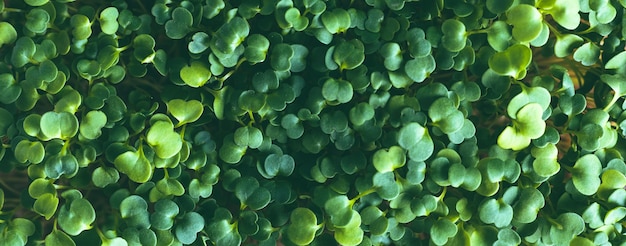 Microgreens germinado closeup fondo de planta antioxidante