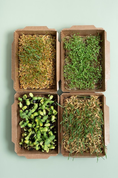 Foto microgreens germinados de trigo, avena, alfalfa y girasol en el día 7. el superalimento se cultiva en casa.