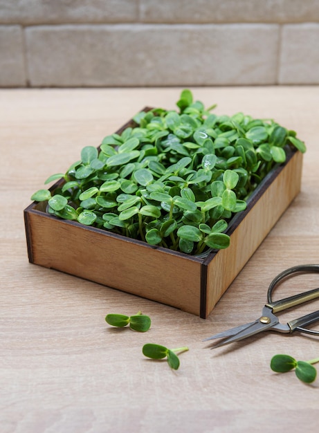 Microgreens de girasoles