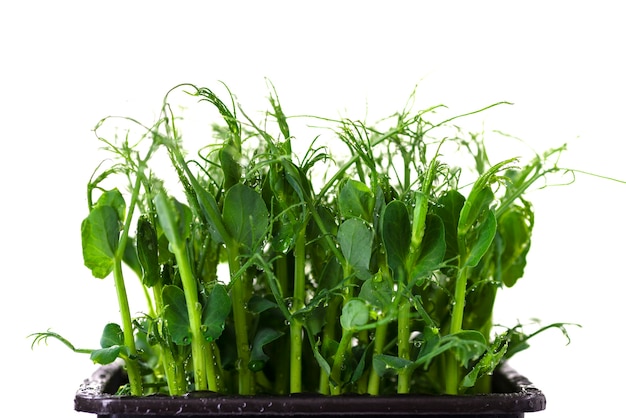 Microgreens de guisantes en una bandeja sobre un fondo blanco con espacio para texto. Germinando semillas en casa. Concepto de comida vegana y saludable.
