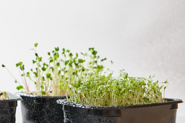 Microgreens de guisantes de rábano y berros en contenedores negros