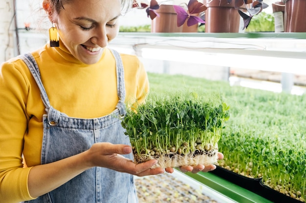 Microgreens-Hintergrund mit wachsenden Sprossen in weiblichen Händen