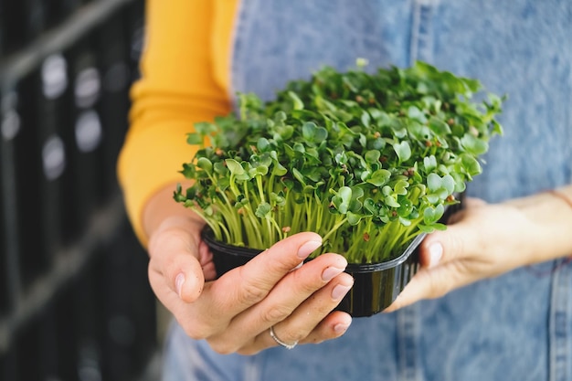 Microgreens-Hintergrund mit wachsenden Sprossen in weiblichen Händen