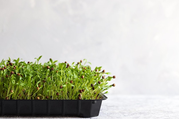 Microgreens home gardening Semillas de cilantro germinadas en una bandeja Estilo de vida saludable Enfoque selectivo